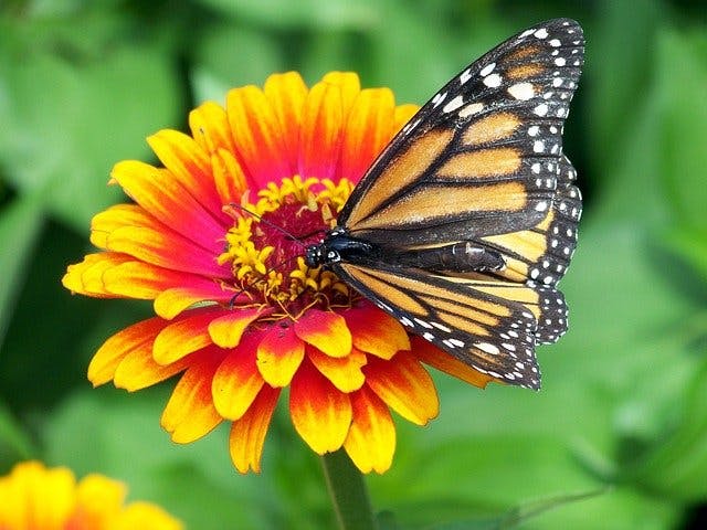 День метелика Монарх