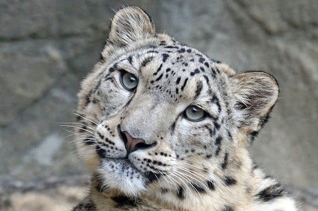 Международный день снежного барса (International Snow Leopard Day)