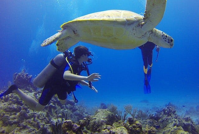 Всемирный день снорклинга или Всемирный день подводного плавания (World Snorkeling Day)