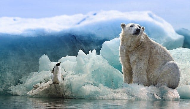 День білого полярного ведмедя