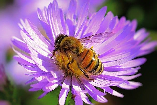 Всесвітній день бджіл (World Bee Day)