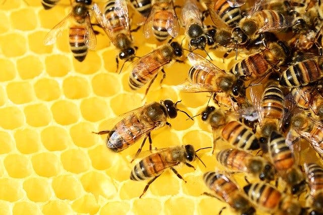 День бджоляра в Башкортостані