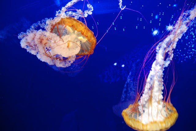 День медузы