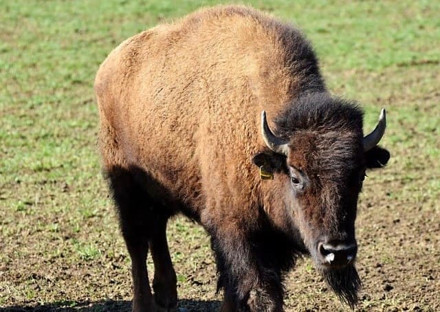 День бизона (National Bison Day) - США