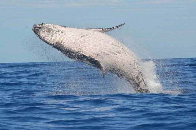 День захисту морських ссавців або День китів