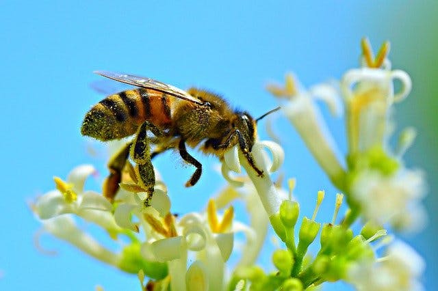 Всесвітній день бджіл (World Bee Day)
