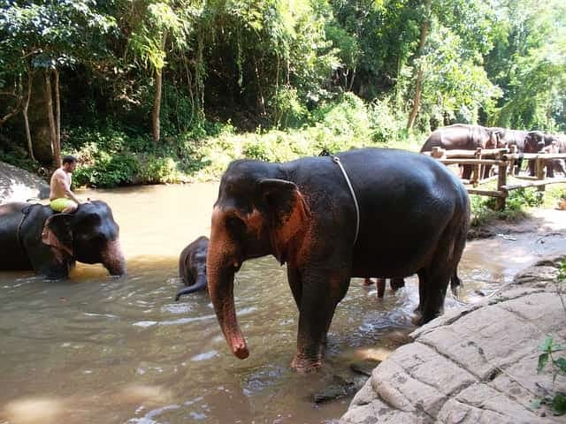 Національний день тайського слона