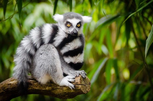 Всемирный день лемура (World Lemur Day)